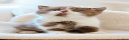 British Shorthair cats for sale: British Shorthair Kittens - Registered & Licensed - Advert 6