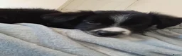 Border Collie dogs for sale: 14 week old male border collie puppy  - Advert 3