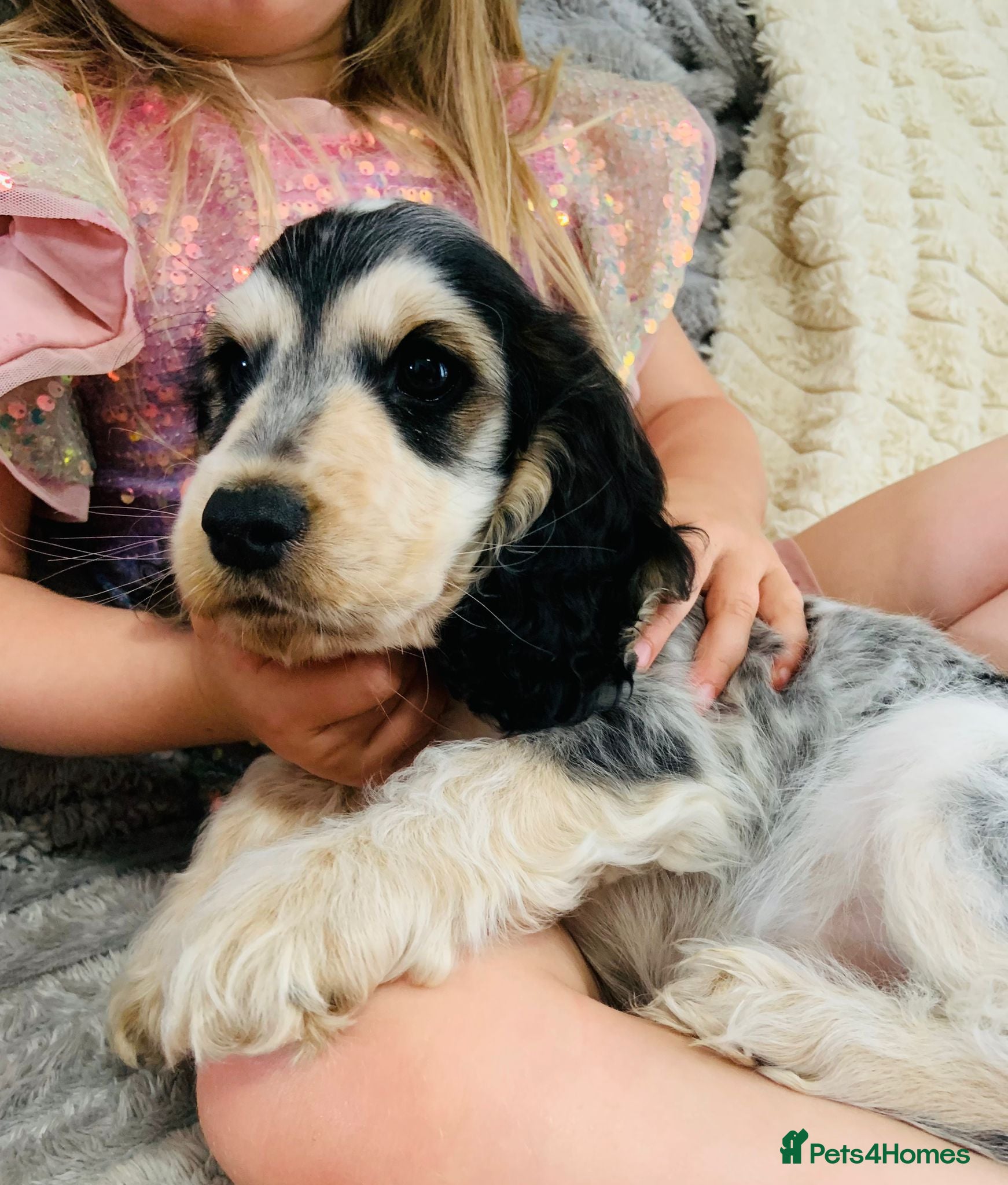 Cocker Spaniel dogs Blue Roan & Tan Show Cocker Spaniel - Advert 2