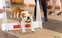 English Bulldog dogs for stud: Available for stud to approved bitches - Image 7