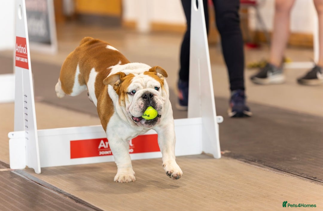 English Bulldog dogs for stud: Available for stud to approved bitches - Image 7