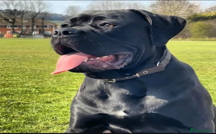 Cane Corso dogs - Advert 6