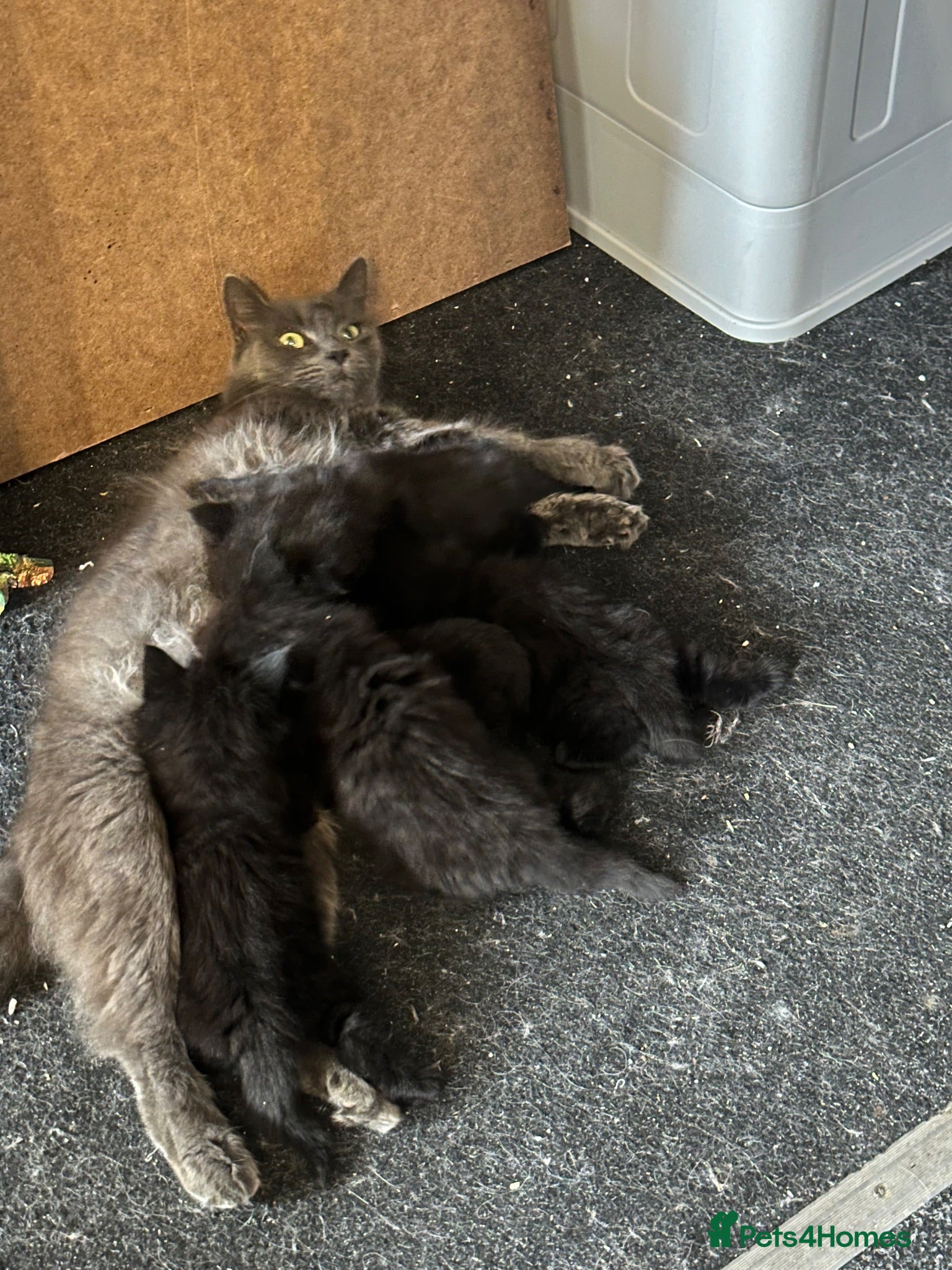Mixed Breed cats Beautiful Maine Coon Cross kittens  - Advert 12