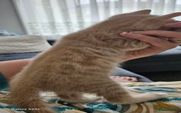 Mixed Breed cats for sale: 5 Bengal x Kittens–Glitter Coats,Beautiful Colours - Advert 20