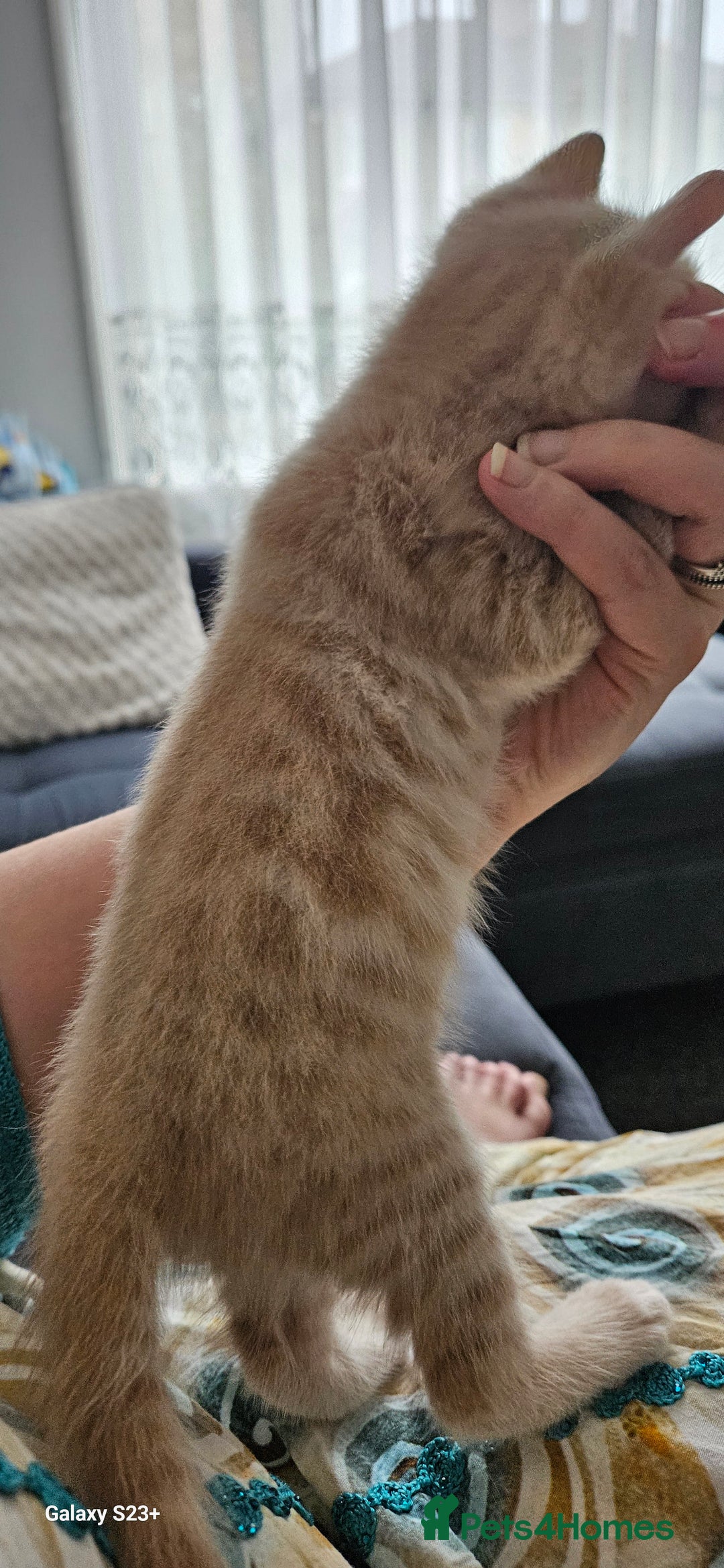 Mixed Breed cats for sale: 5 Bengal x Kittens–Glitter Coats,Beautiful Colours - Advert 20