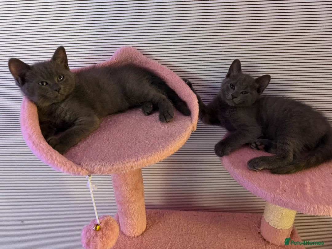 Mixed Breed cats for sale: 4 beautiful mixed breed cats for sell - Advert 9