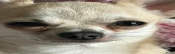 Chihuahua dogs for stud: Stud  - Advert 3