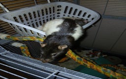 Rat rodents for sale: I have male rats for sale  - Image 1