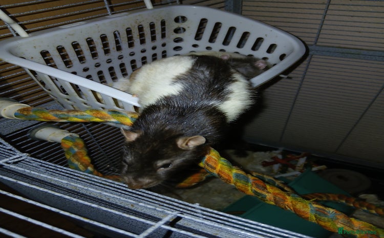 Rat rodents - Advert 4