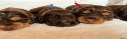 Cocker Spaniel dogs for sale: KC Reg, health tested Chocolate Puppies - Advert 3