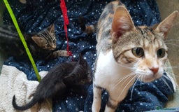 Mixed Breed cats for sale: Gorgeous adorable playful friendly kittens  - Image 19