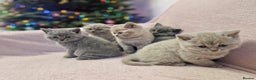 British Shorthair cats for sale: All Reserved Now. - Advert 28