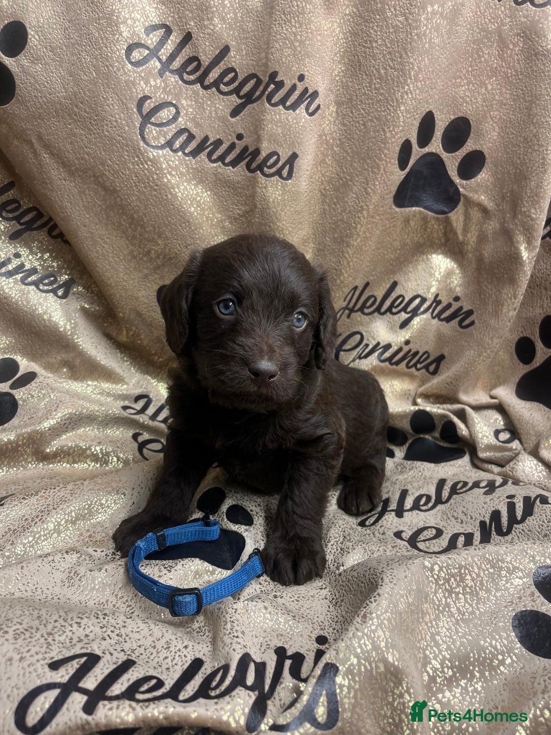 Labradoodle dogs for sale: 5 ⭐️ licensed Home breeder - Advert 9