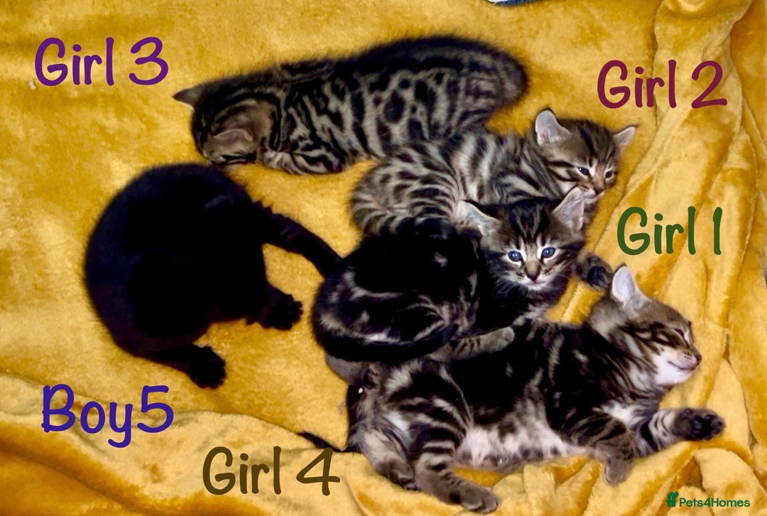 Bengal cats for sale: 3/4 Bengal - cross kittens  - Image 1