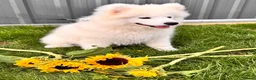 Samoyed dogs for sale: Only one girl left.  - Advert 13