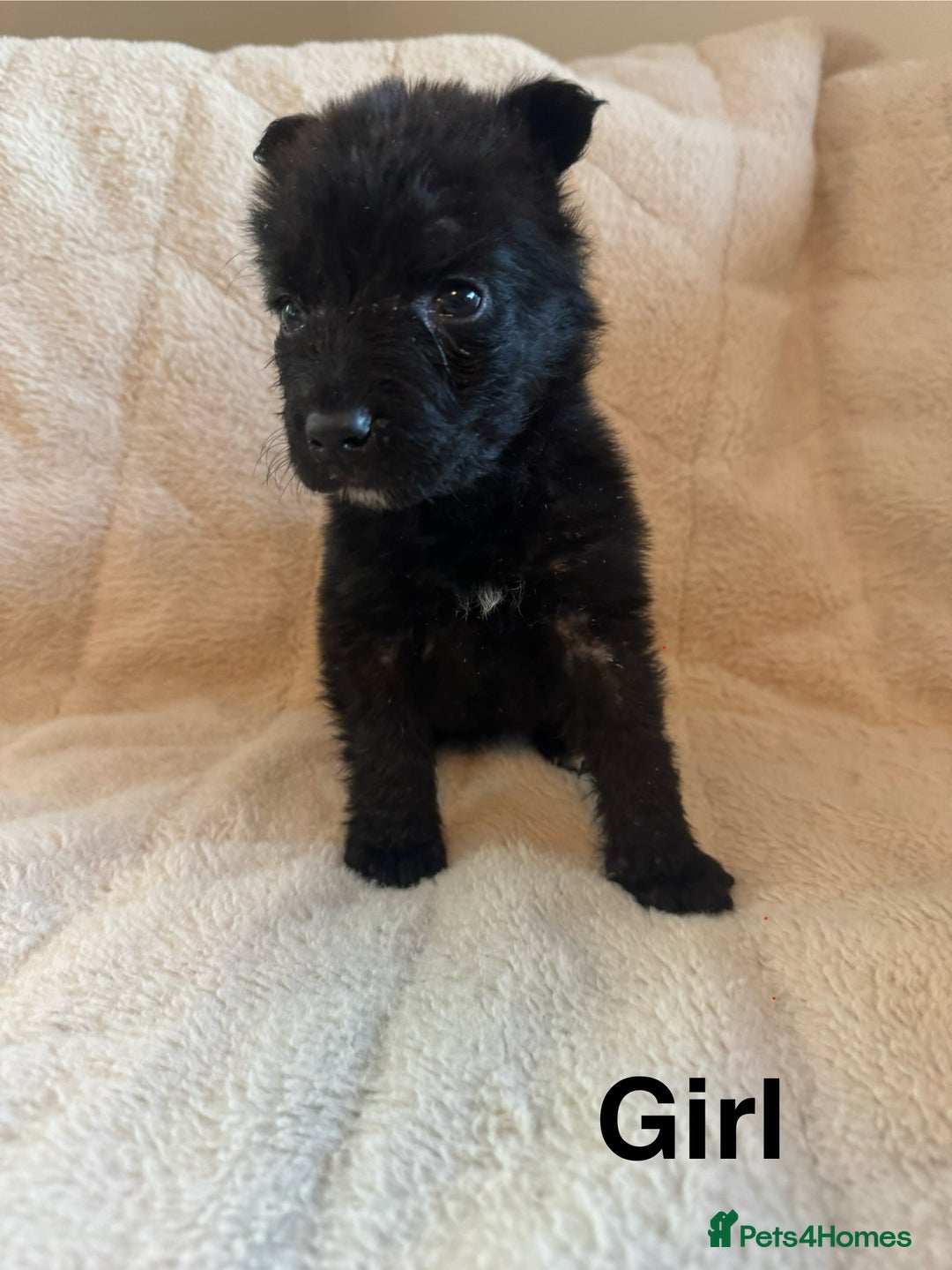 Mixed Breed dogs for sale: Slovakian shepherd x Rottie pups - Image 5