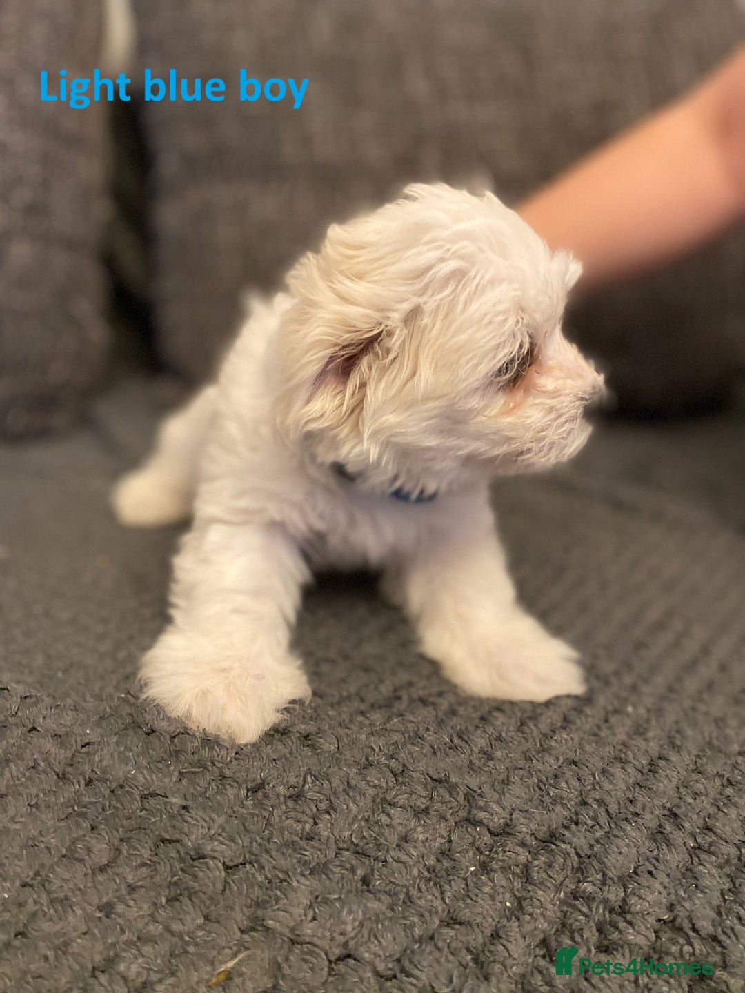 Maltese dogs for sale:  Adorable Maltese Puppies - Image 15