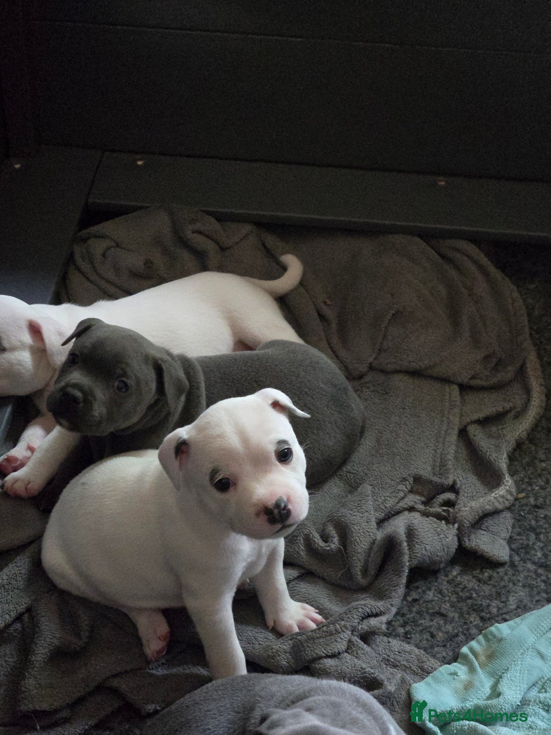 Staffordshire Bull Terrier dogs for sale: VERY RARE WHITE BLUE PIED & BLUE/WHITE SBT'S - Image 14
