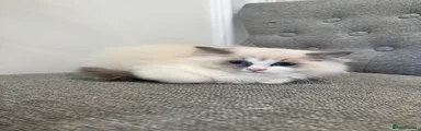 Ragdoll 4
