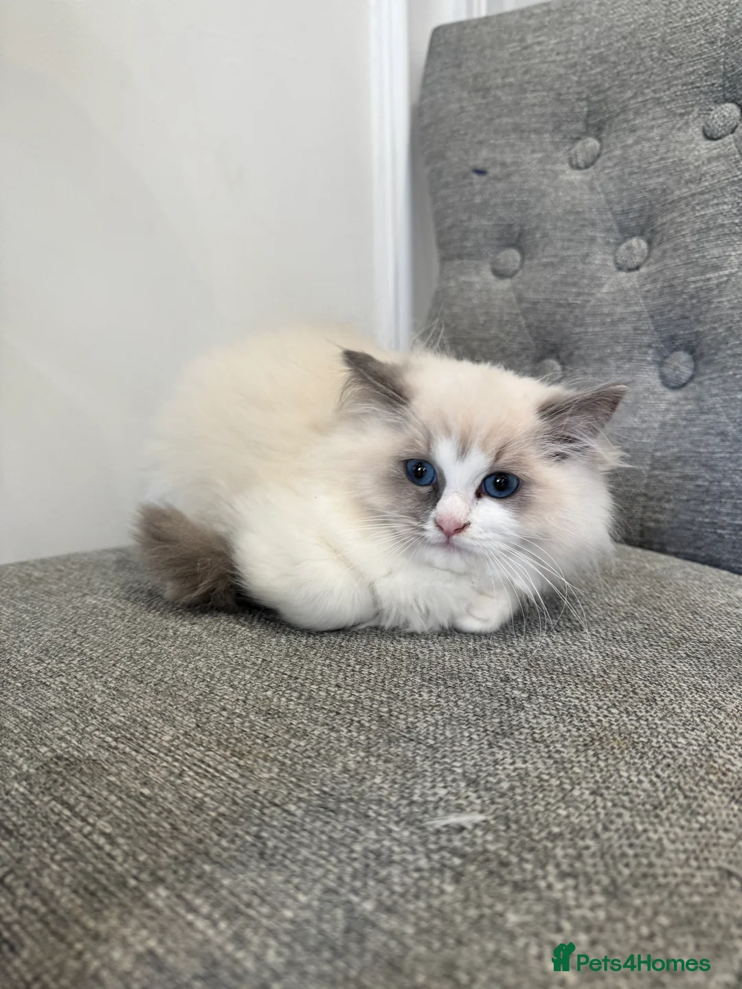 Ragdoll cats for sale: Chunky fluffy babies Available. - Advert 2