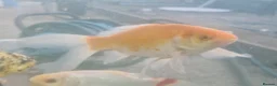 Koi Carp fish for sale: Koi and goldfish for sale - Advert 6