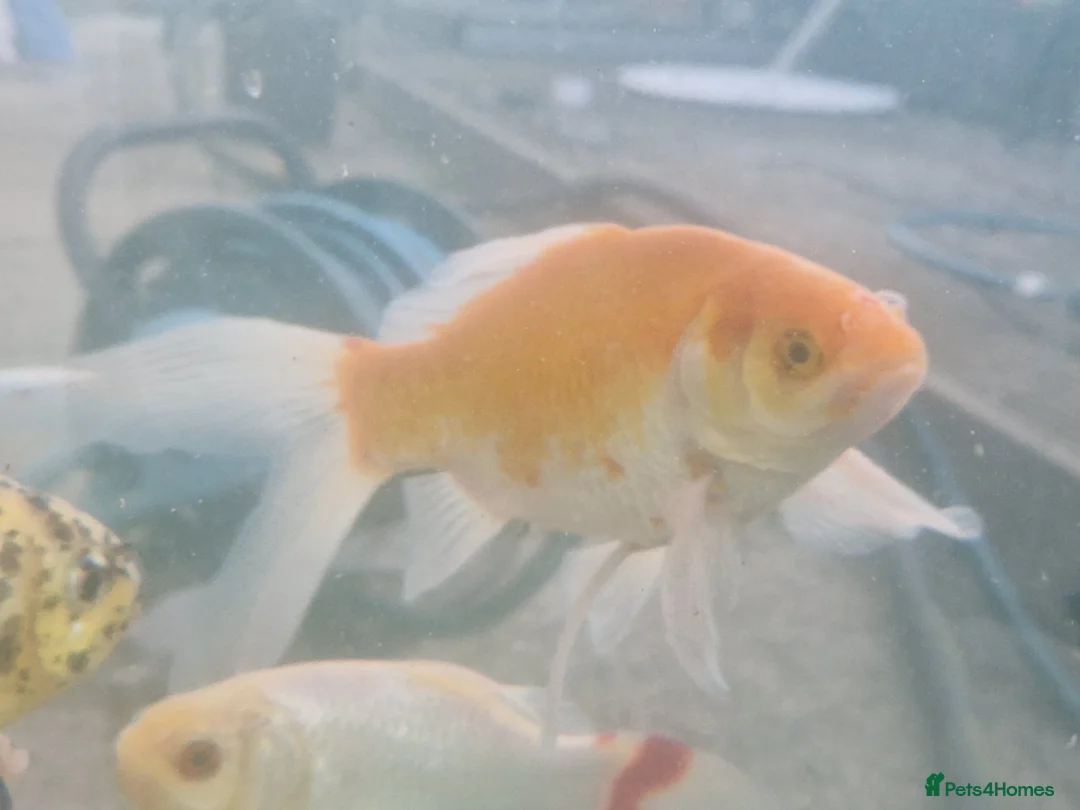 Koi Carp fish for sale: Koi and goldfish for sale - Advert 6