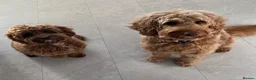 Cockapoo dogs for sale: F2 Golden Cockapoo pups - Advert 12