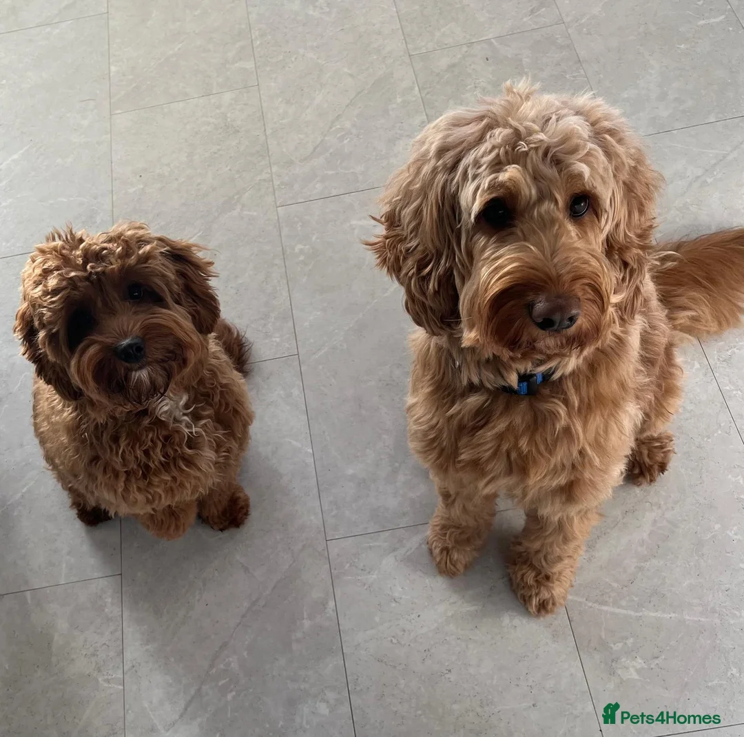 Cockapoo dogs for sale: F2 Golden Cockapoo pups - Advert 12