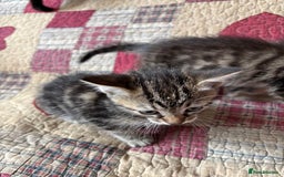 Domestic Shorthair cats for sale: Kittens  - Image 3
