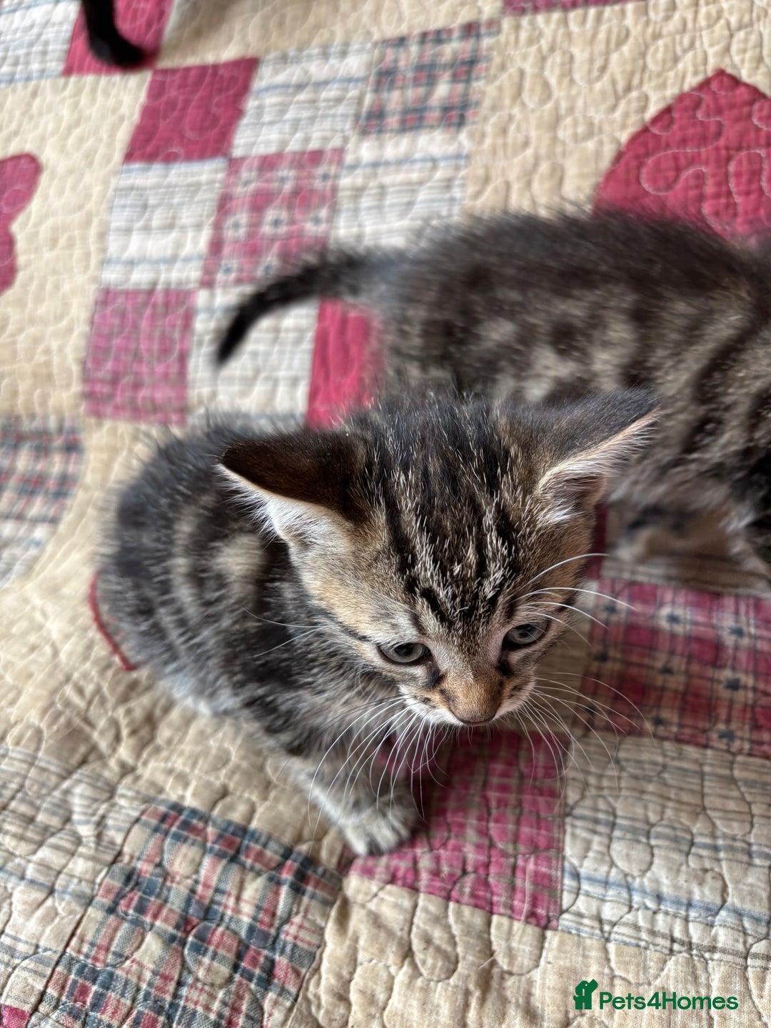 Domestic Shorthair cats for sale: Kittens  - Image 3