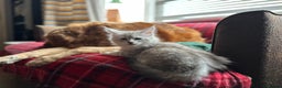 Maine Coon cats for sale: TICA PEDIGREE MAINE COON SHADED KITTENS AVAILABLE - Advert 34