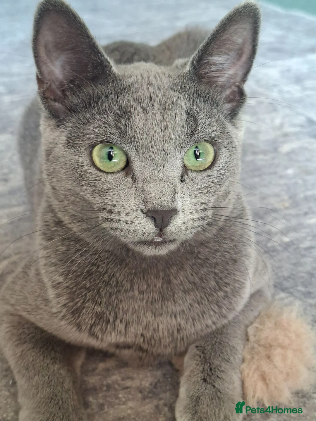 Russian Blue cats for sale: RB looking for a home - Advert 1