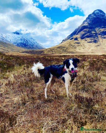 Border Collie dogs in Bury - Advert 8