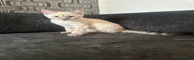 Bengal 2