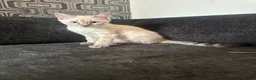 Bengal cats for sale: Snow Lynx Bengal Mix Kittens Need Home ASAP in Birmingham - Advert 2