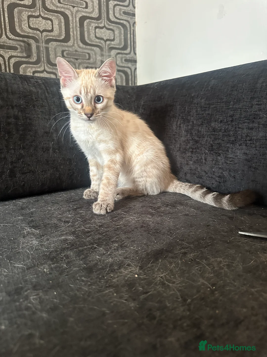 Bengal cats for sale: Snow Lynx Bengal Mix Kittens Need Home ASAP in Birmingham - Advert 2