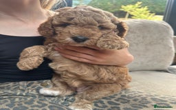 Irish Doodle dogs for sale: F2b Gorgeous Irish Doodles  - Image 9