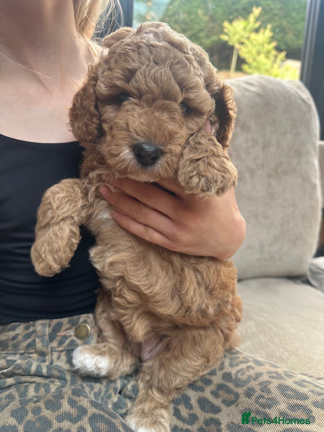 Irish Doodle dogs for sale: F2b Gorgeous Irish Doodles  - Image 9