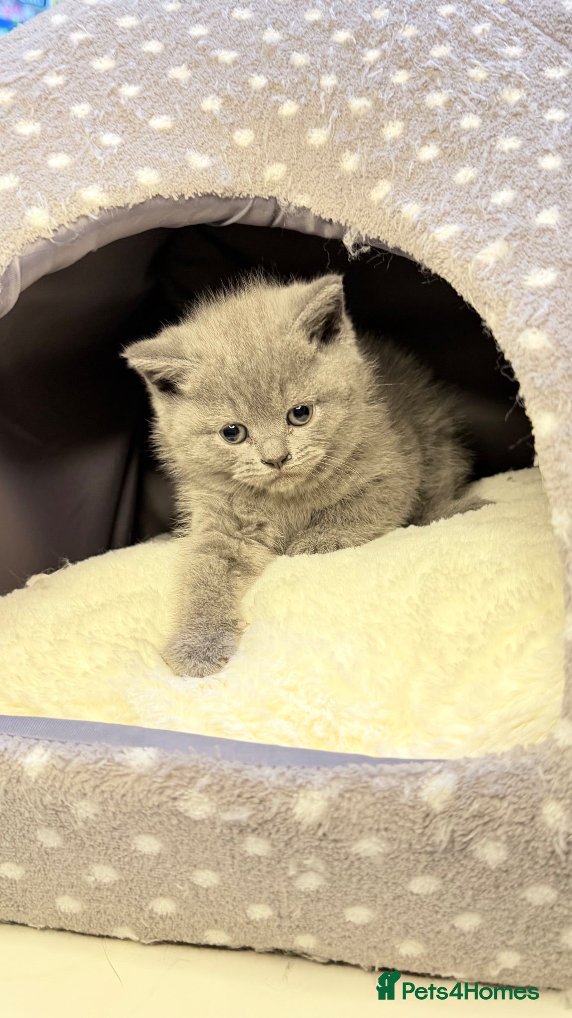 British Shorthair cats Exceptional BSH kittens  - Advert 2