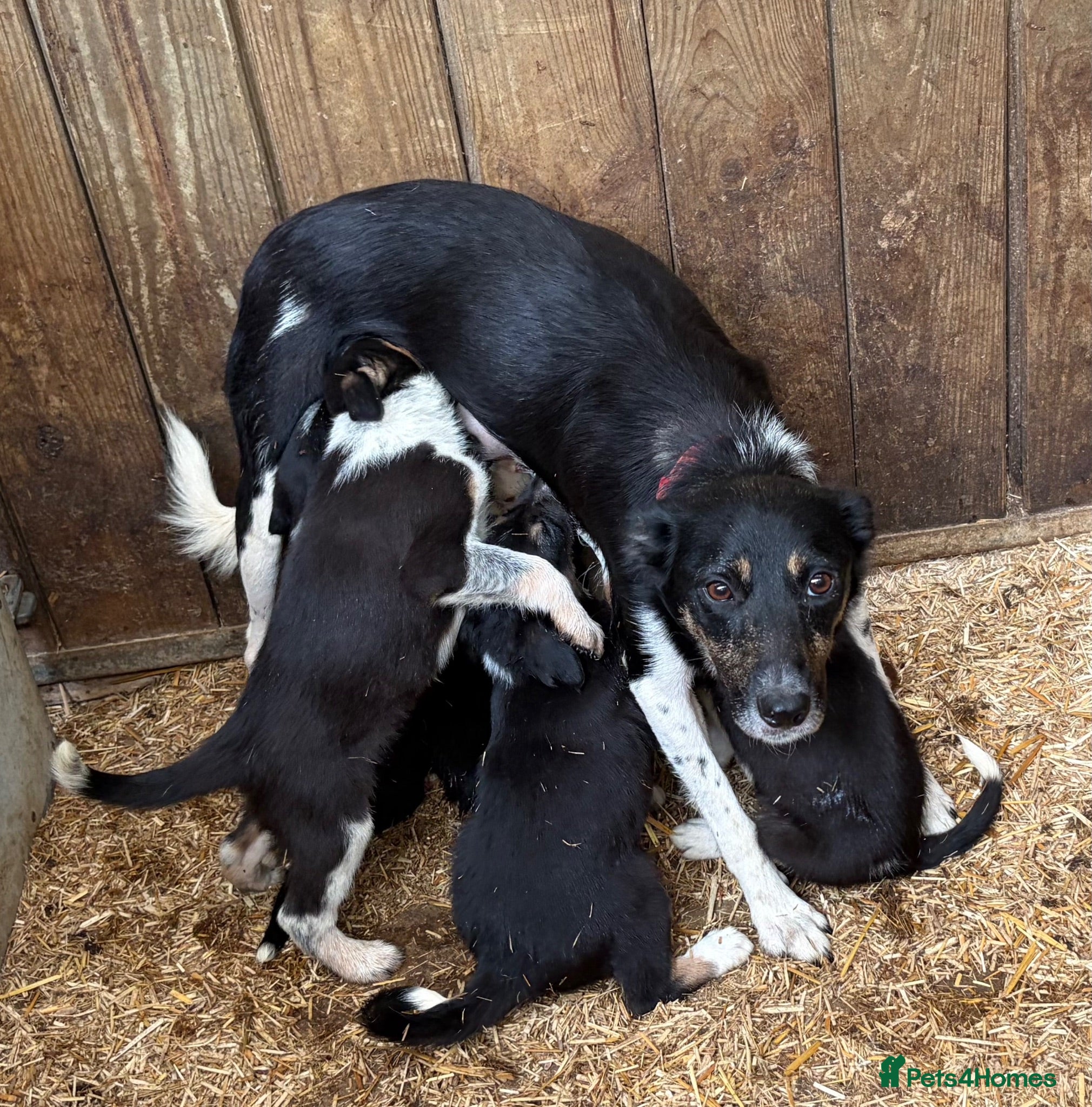 Border Collie dogs Pedigree border collie puppies  - Advert 1