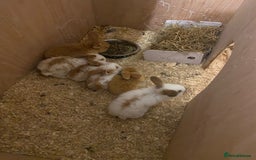 Continental Giant rabbits for sale: Continental giant - Image 4