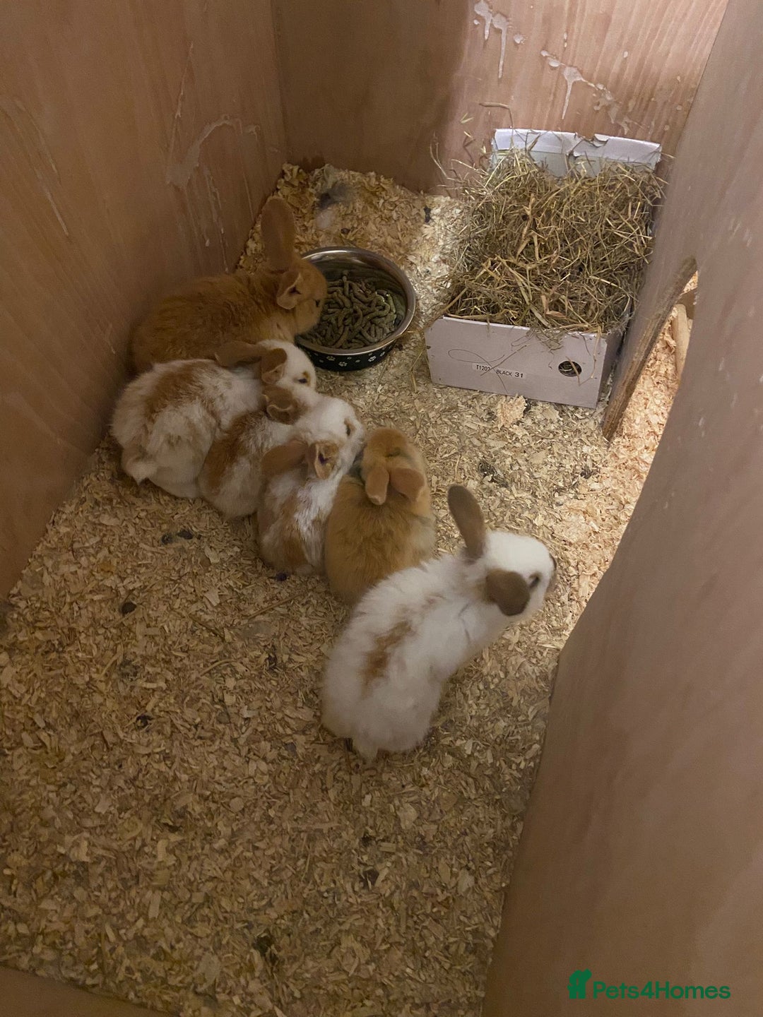 Continental Giant rabbits for sale: Continental giant - Image 4