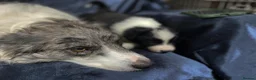 Border Collie dogs for sale: Border Collie Pups - Advert 16