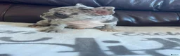 French Bulldog dogs for sale: French bulldog 🐶  - Advert 9