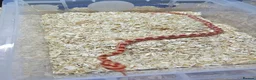 Corn Snake reptiles for sale: Corn snake  in Leicester - Advert 23