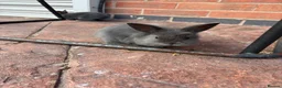 Mixed Breed rabbits for sale: 6 cute bunnies for sale - Advert 4