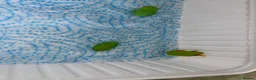Frog reptiles for sale: Albino, bubblegum red eye tree frogs  - Advert 6