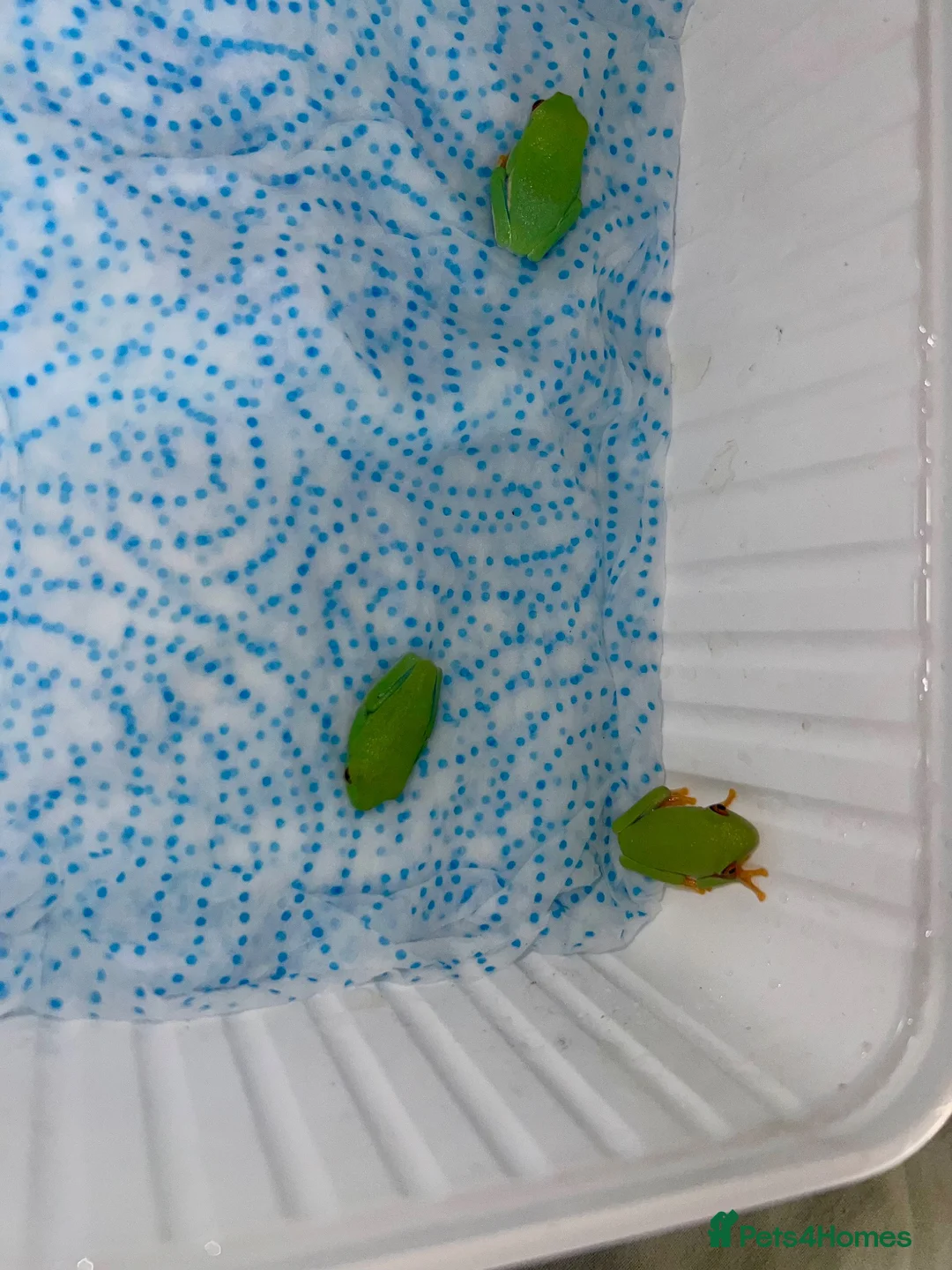 Frog reptiles for sale: Albino, bubblegum red eye tree frogs  - Advert 6
