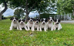 Mixed Breed dogs for sale: Jack Russell pups - Image 1