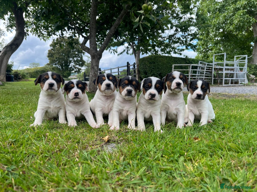 Mixed Breed dogs for sale: Jack Russell pups - Image 1